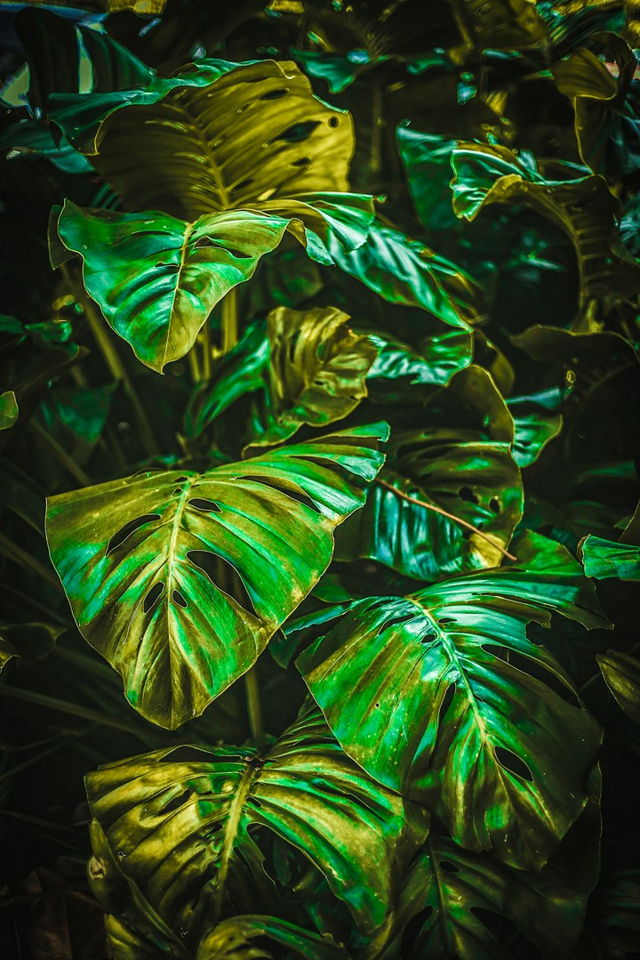 nature