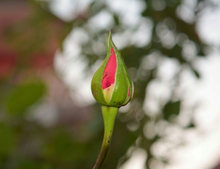 little rose