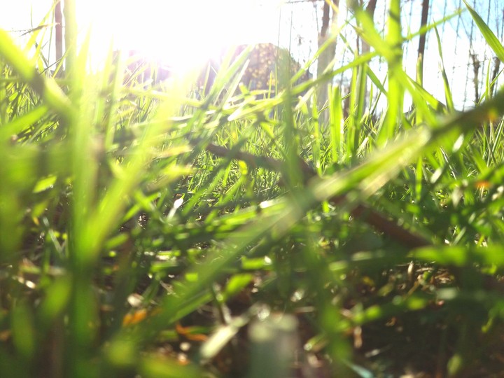 it is grass
