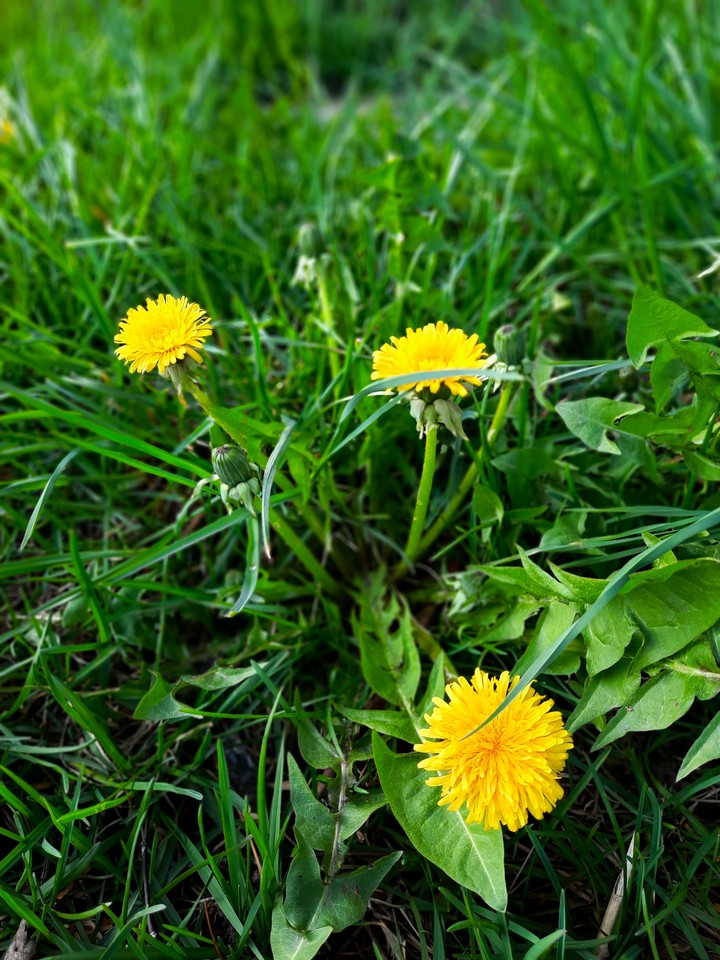 May's first flowers