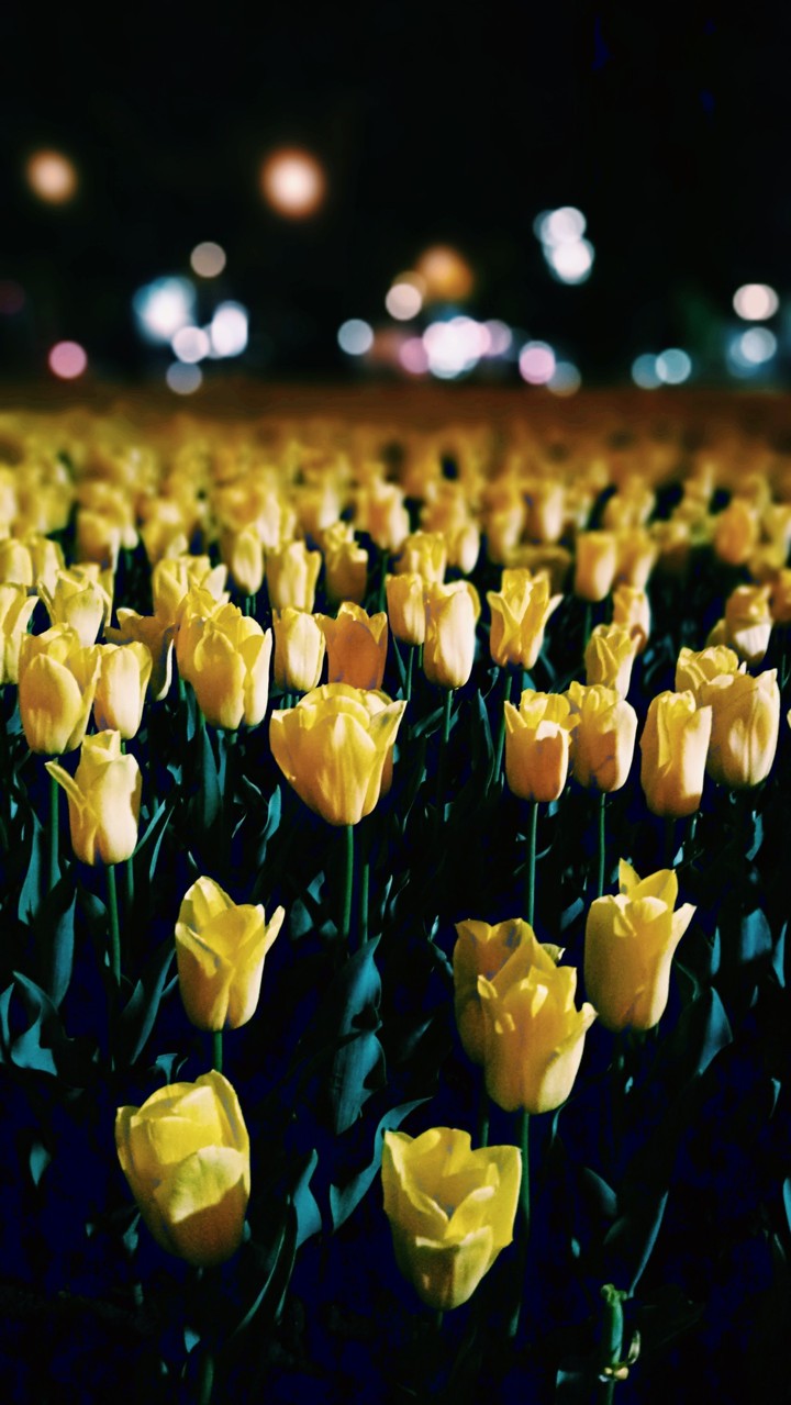 Tulpen