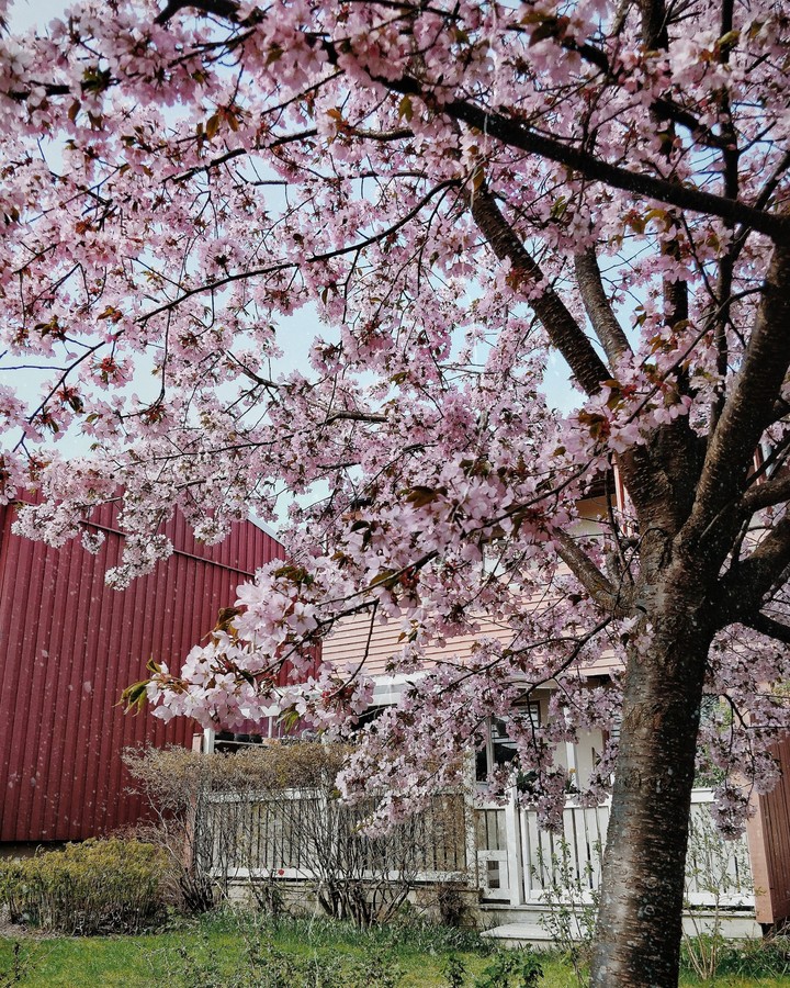 The spring is coming