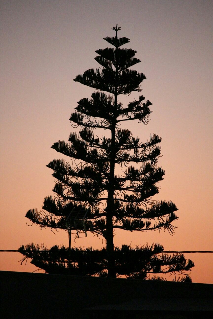 Tree in the darkness