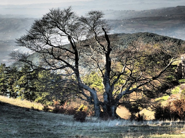 Centuries in a tree