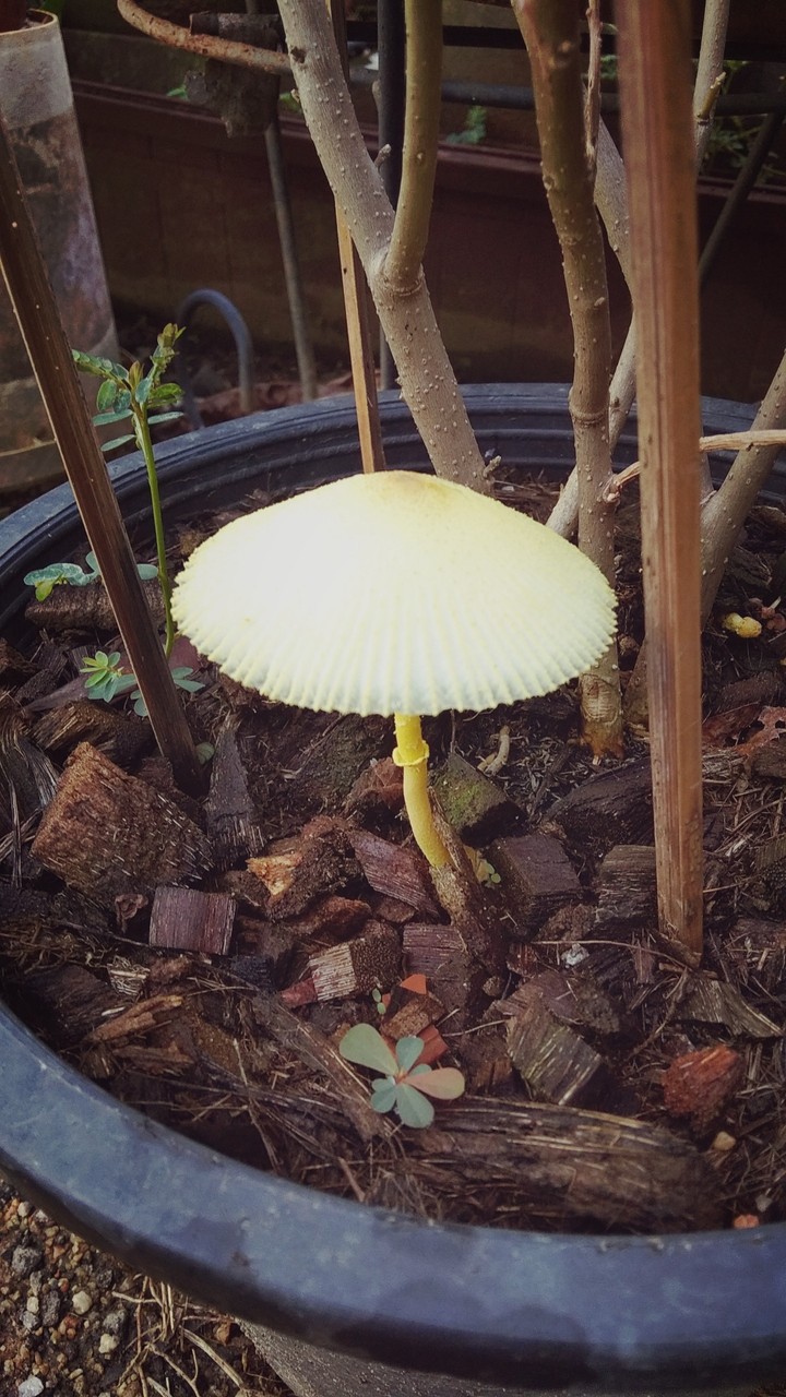 mini mushroom
