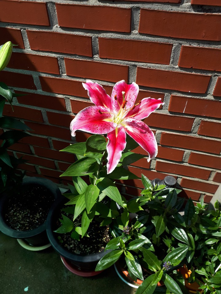 Pink?