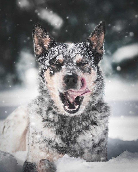 mammal, koolie wallpapers