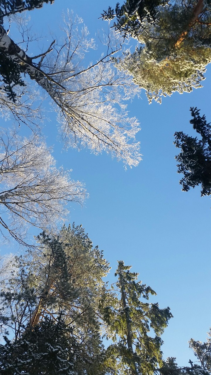 treeeees