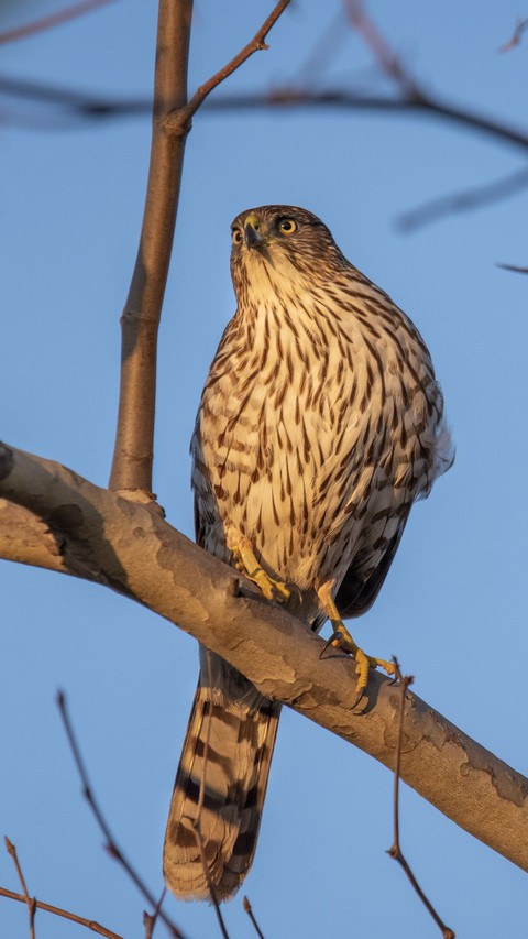 sfondi hawk, bird