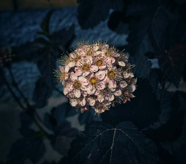 dark elven flower