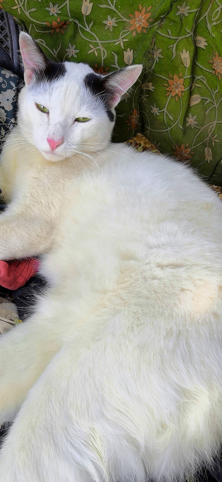 cat