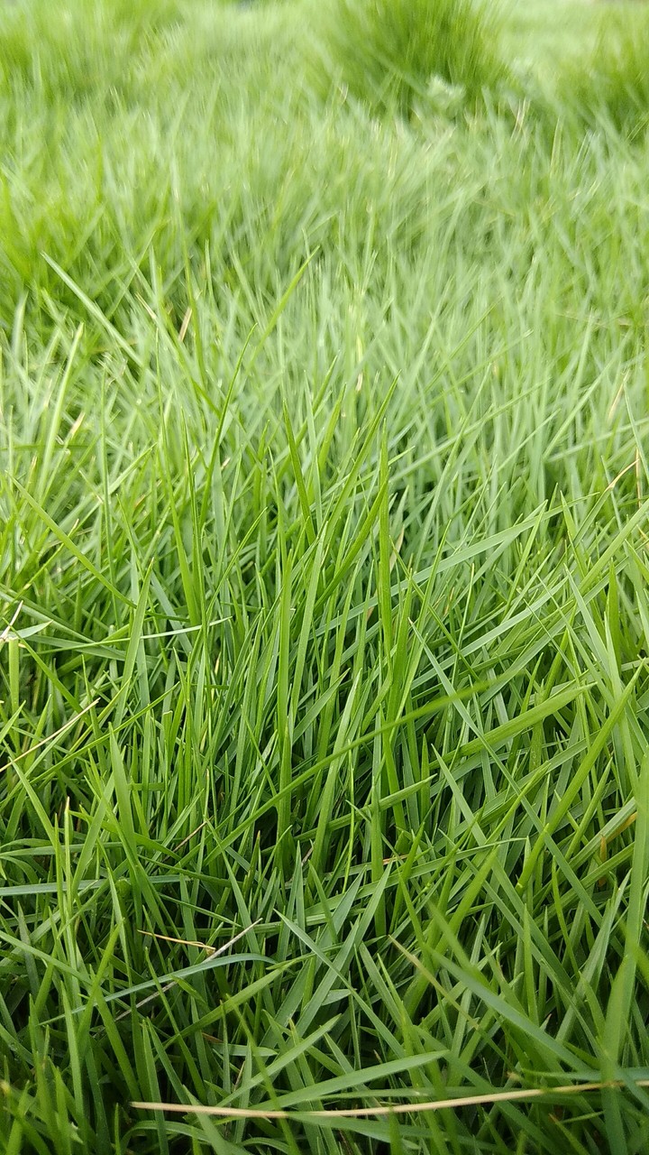 Green Grass
