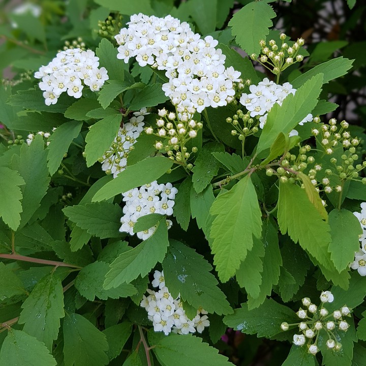 ♡