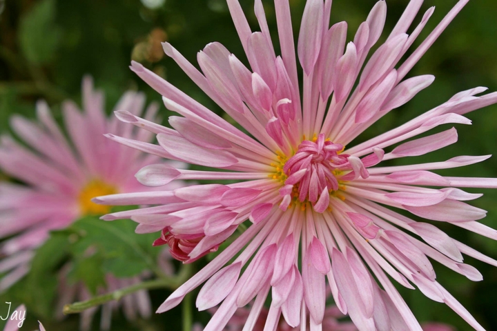 Wild Flower 