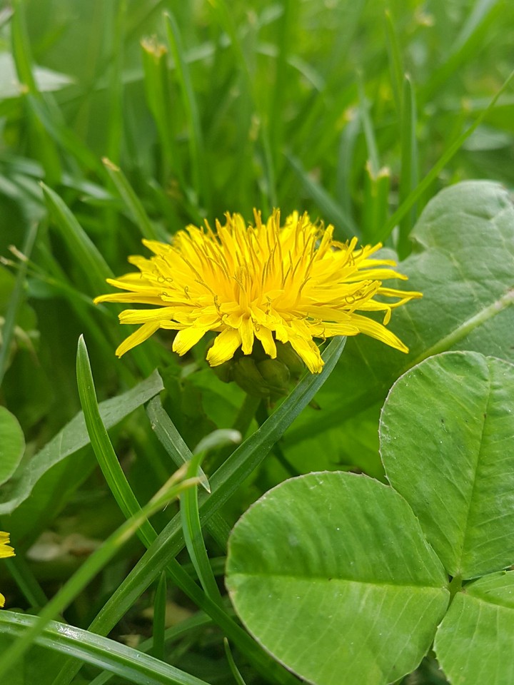 dandelion flower