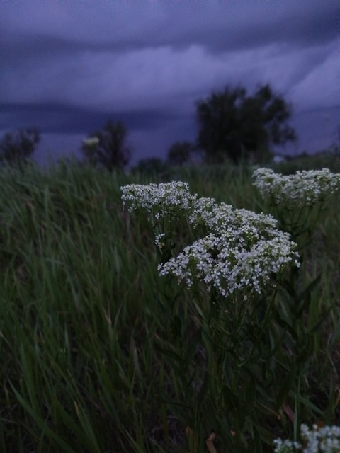 тапети shrubland, herb