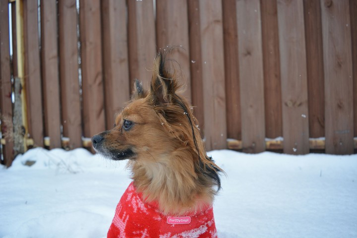 dog Viva