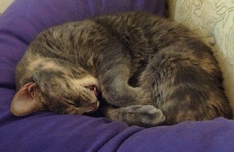 cat is smiling and sleeping.