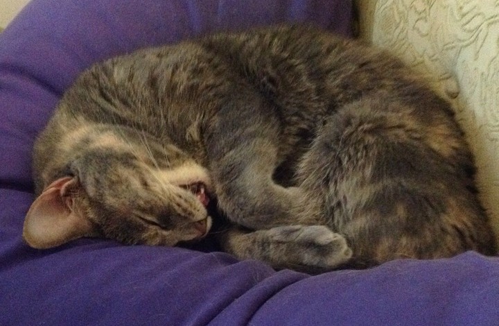 cat is smiling and sleeping.
