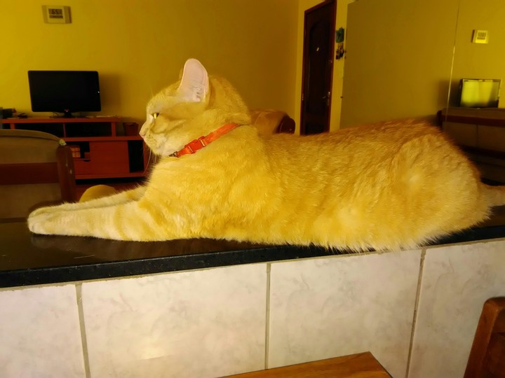 Lolita, minha gatinha amada