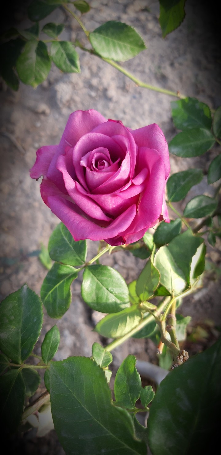 roze