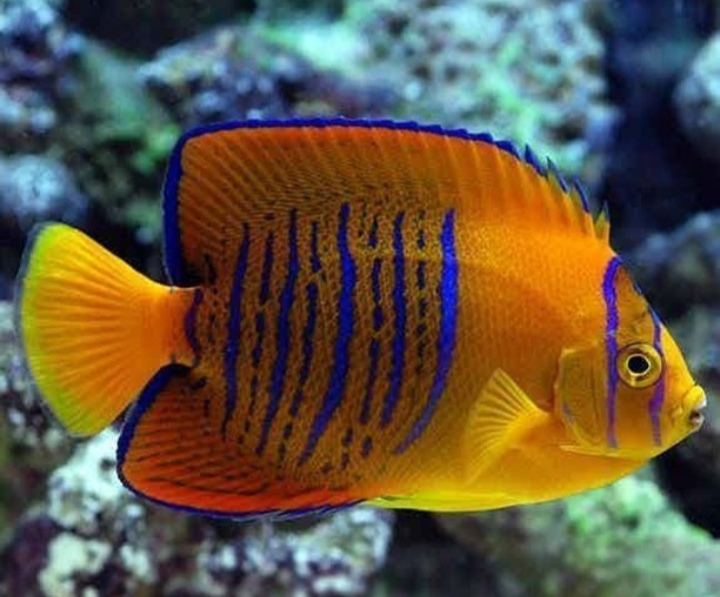 Fish