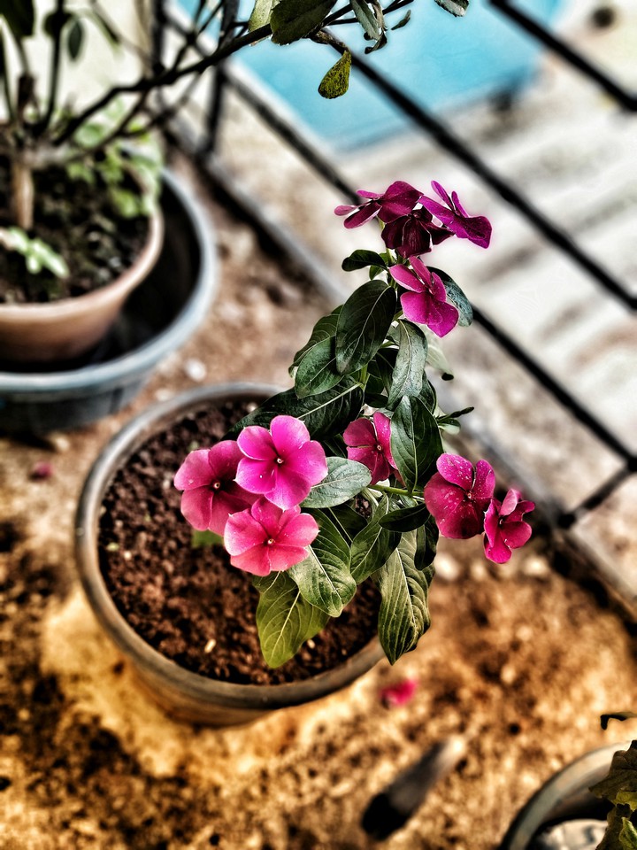 Periwinkle Plant !!!