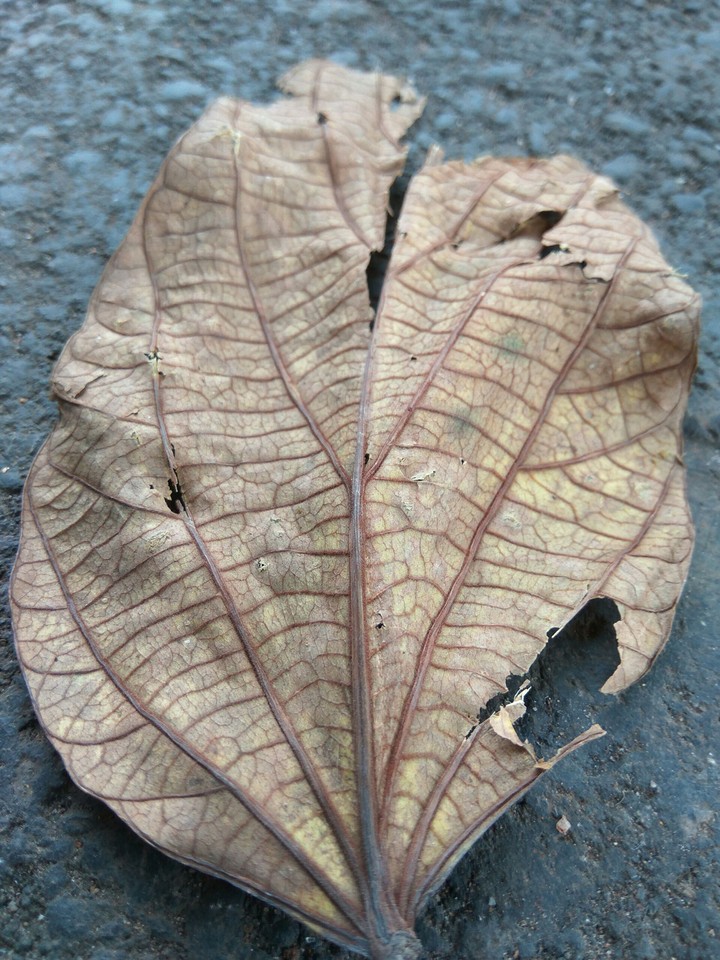 dry leaf
