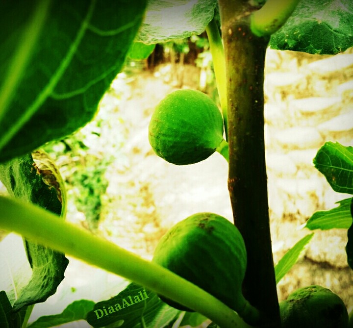 Fruit Figs