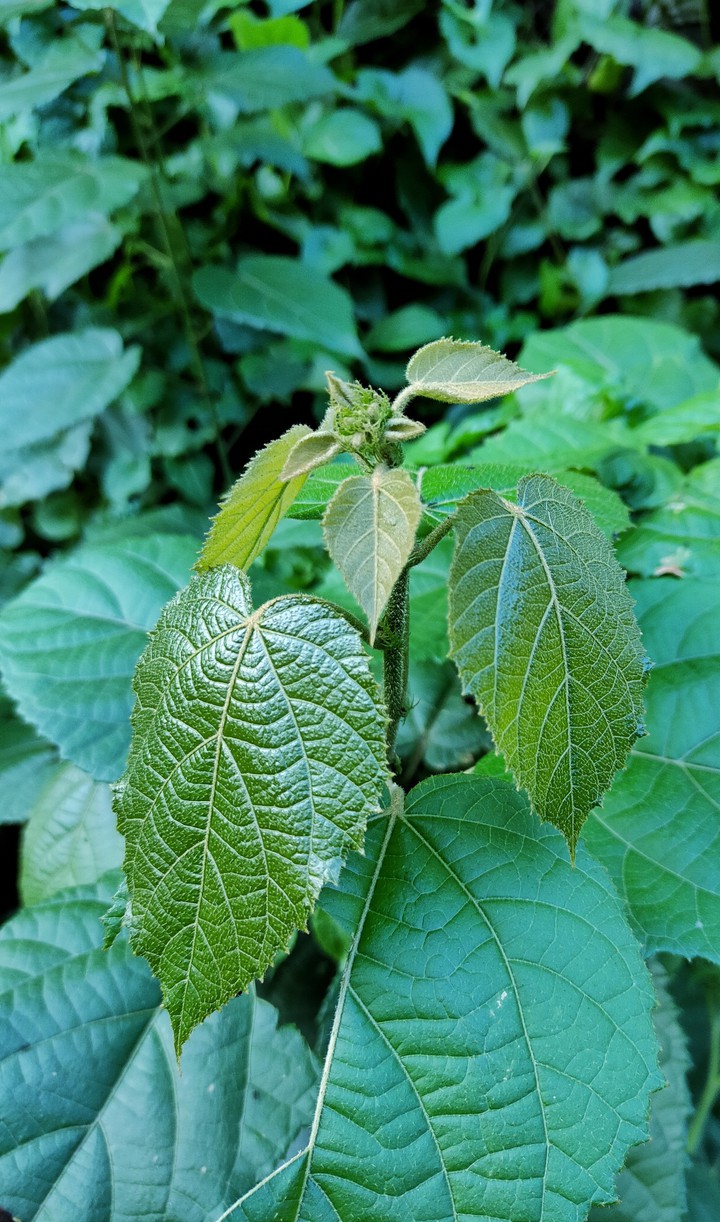 plant
