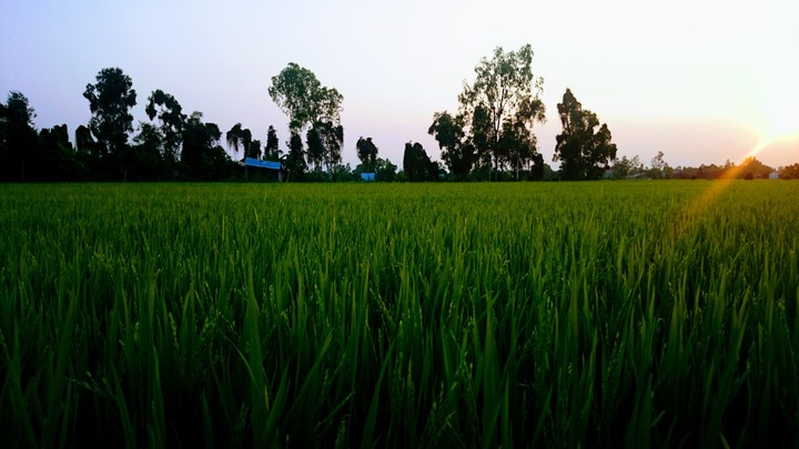 ruộng và lúa