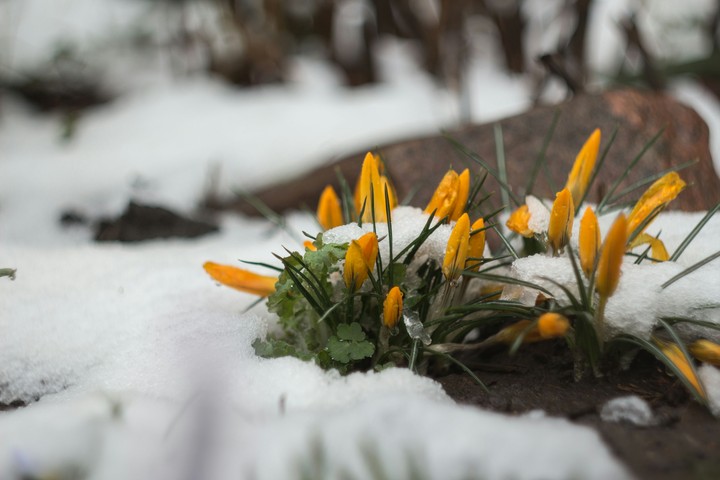 Crocus