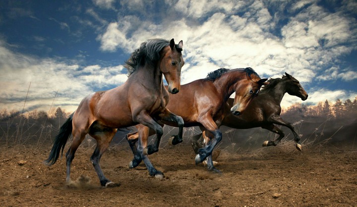 horses.