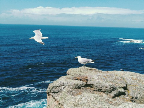 seagulls
