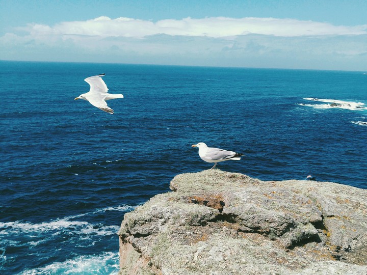 seagulls