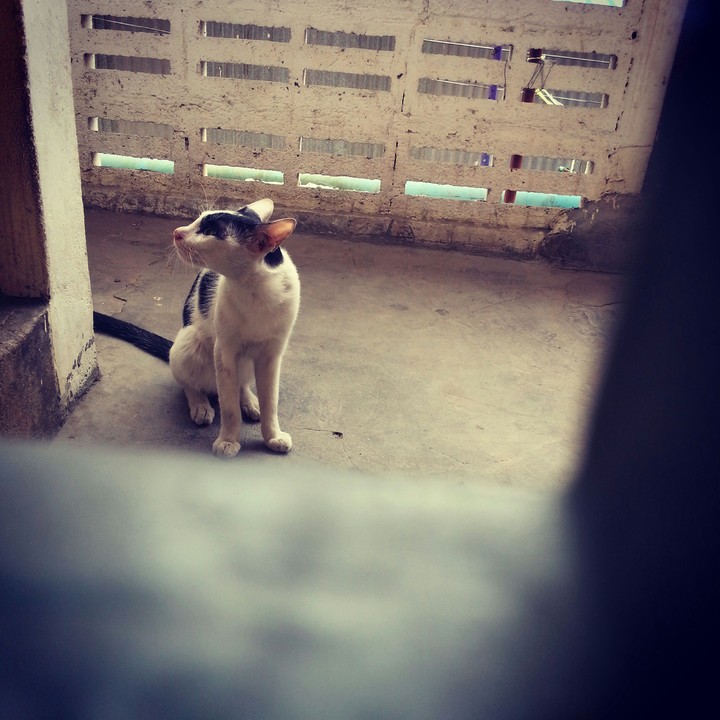 lonely Cat