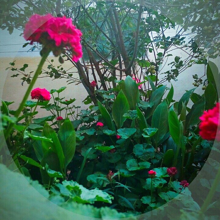 verdure