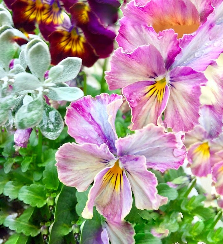 blossom