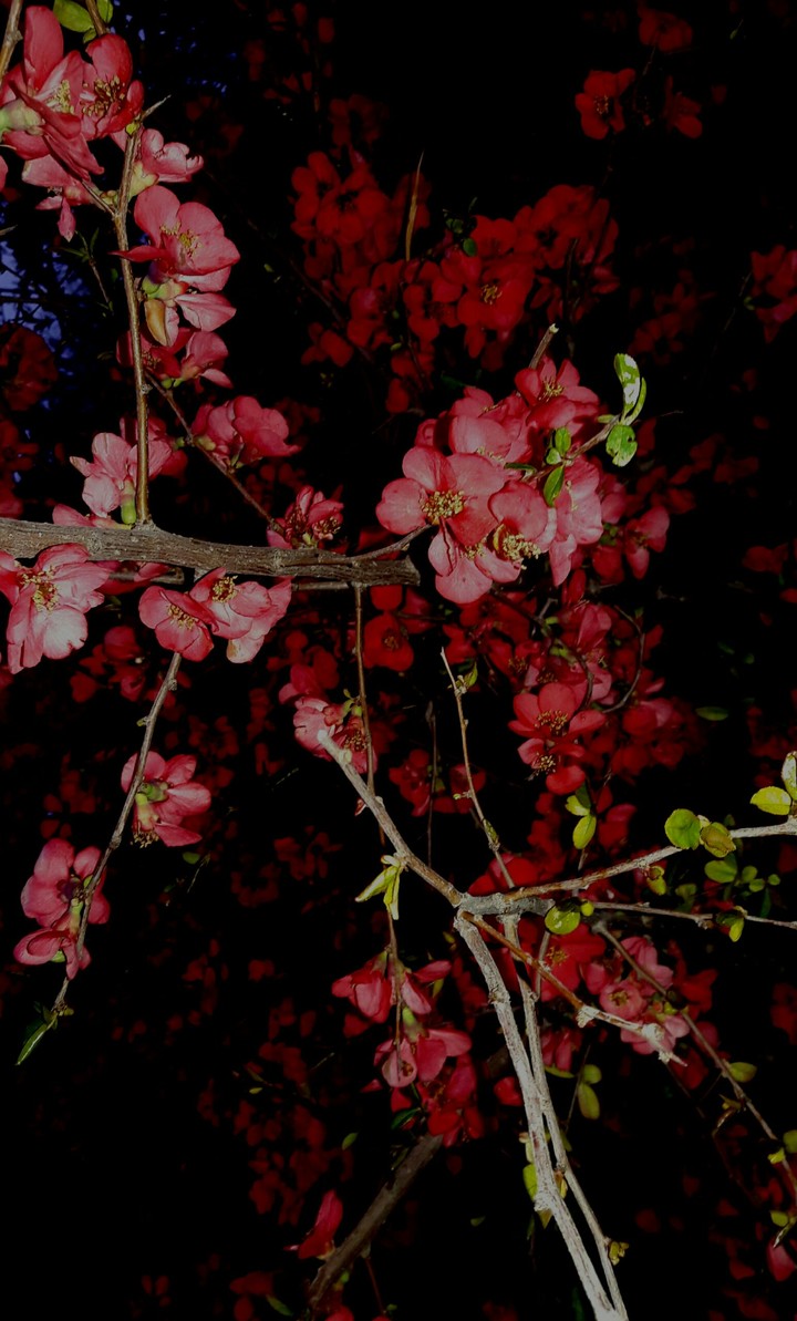 blossom