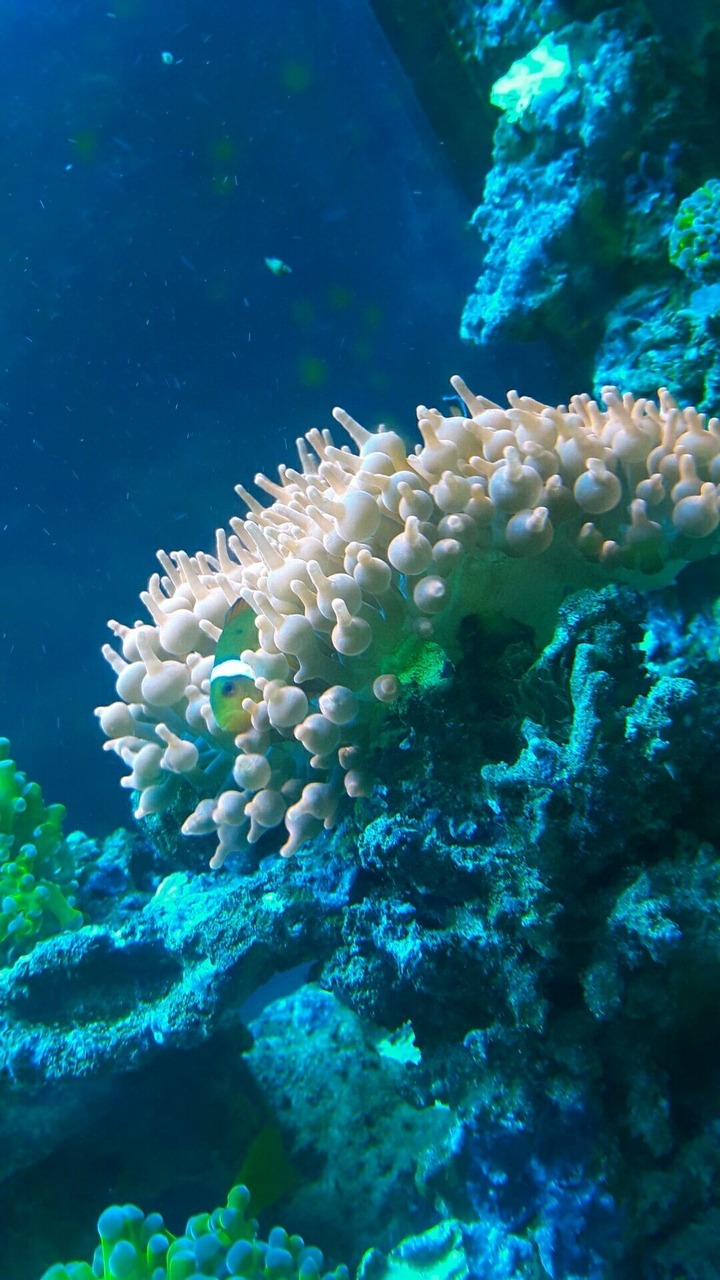 nemo