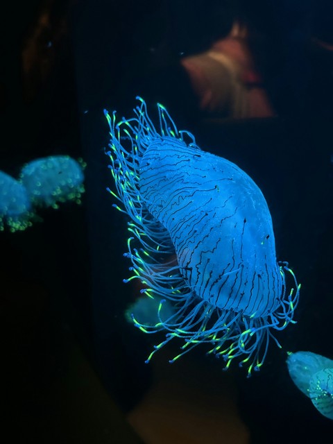 sfondi underwater, aquarium