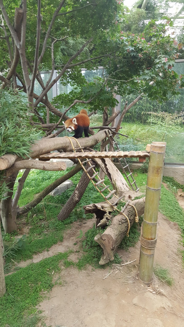 Lesser panda