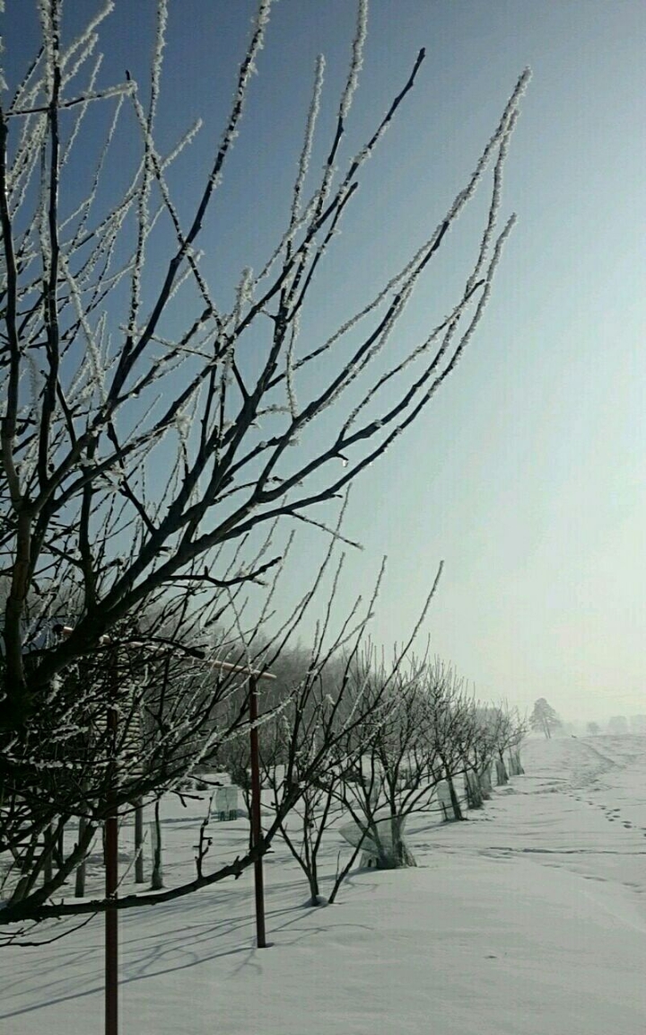 snowy landscape