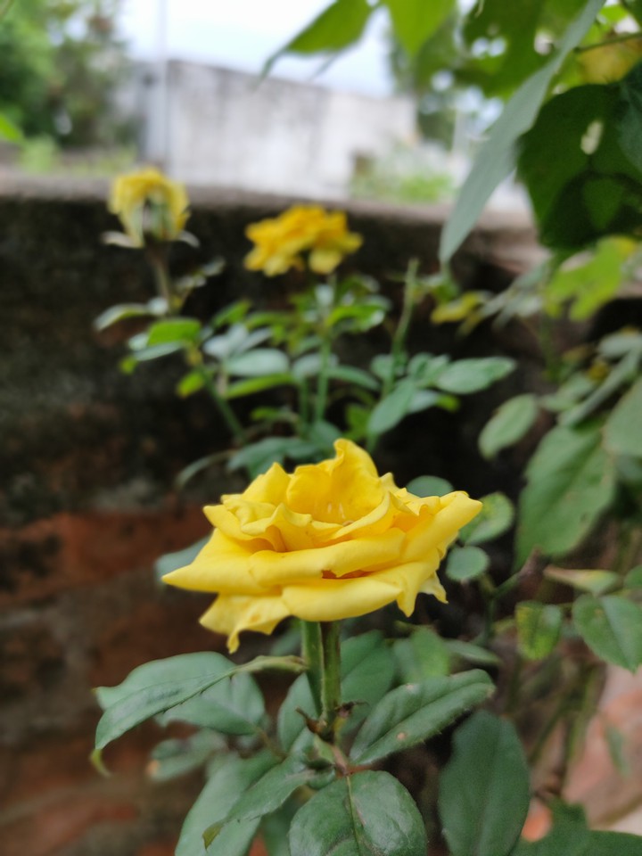 yellow rose