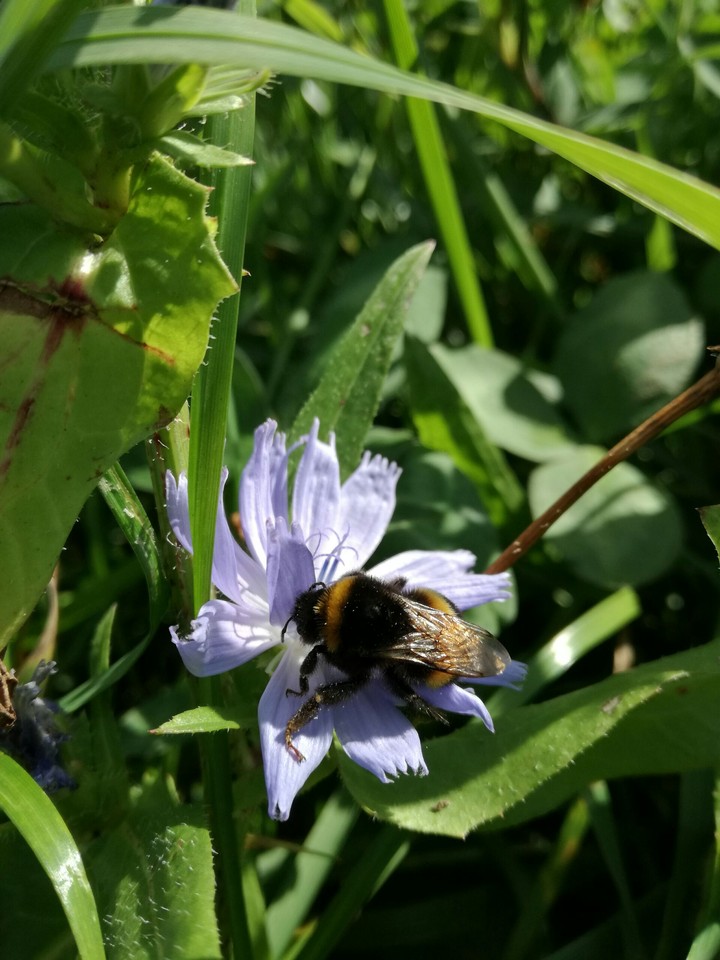 Bumblebee collecting nectar