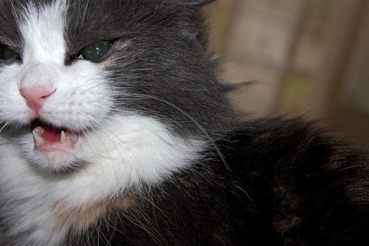 angry cat