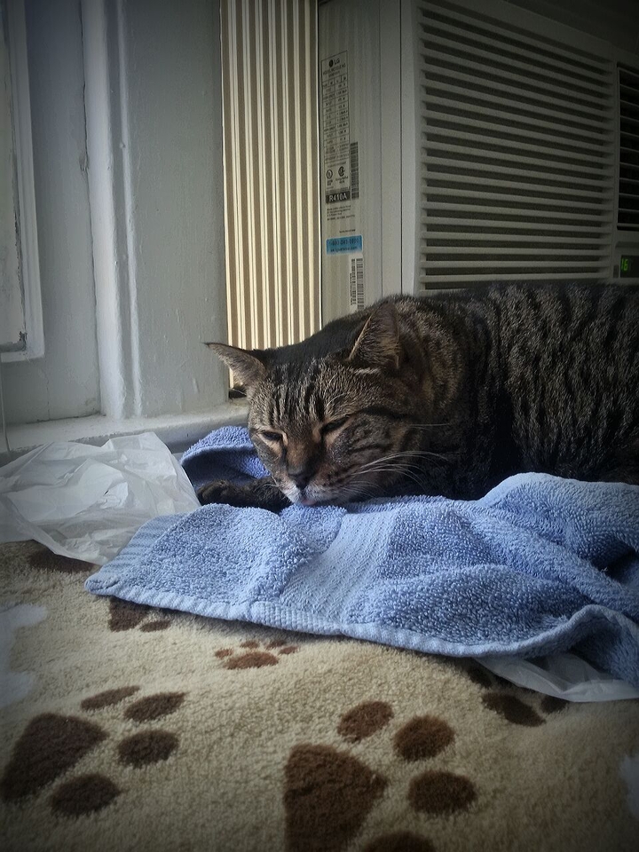 laying in front of the air conditioner