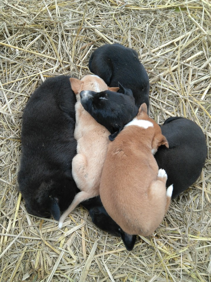 Puppies