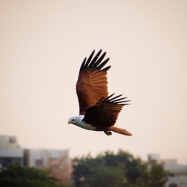 bird