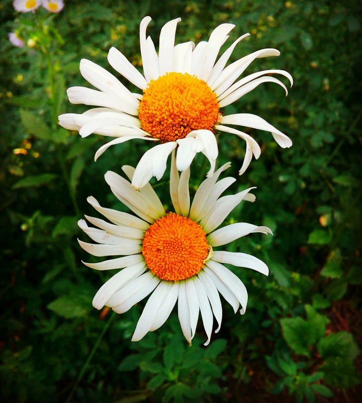Chamomile